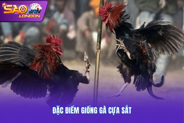 Đặc điểm giống gà cựa sắt