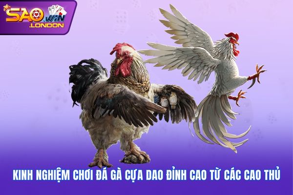 Kinh nghiệm chơi đá gà cựa dao đỉnh cao từ các cao thủ