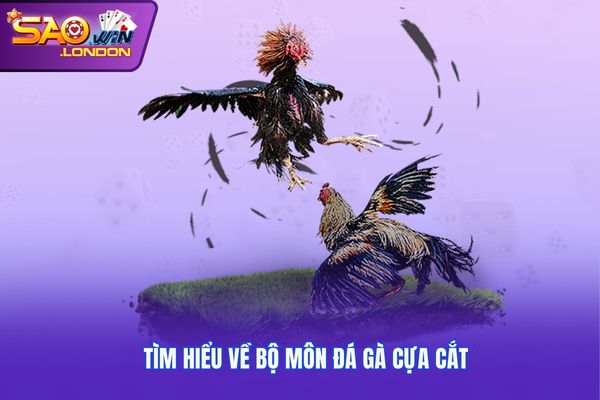 Tìm hiểu về bộ môn đá gà cựa cắt