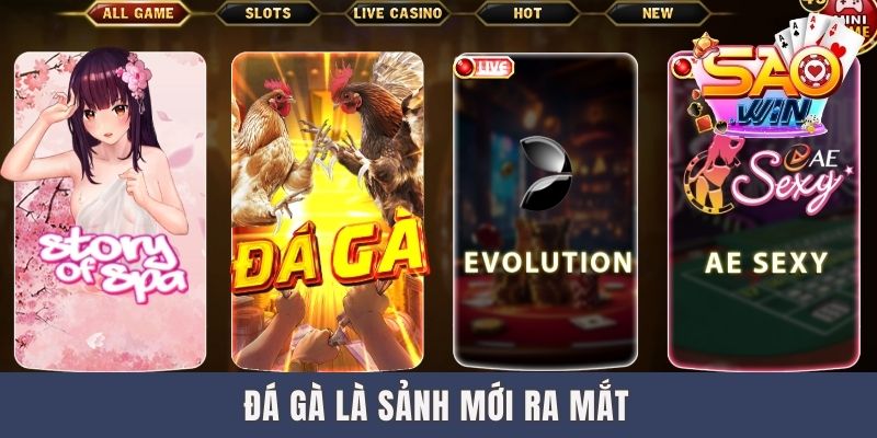 Đá gà Saowin là sảnh mới ra mắt